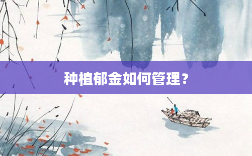 种植郁金如何管理？