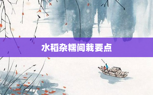 水稻杂糯间栽要点