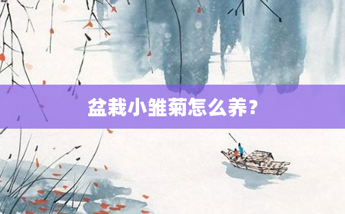 盆栽小雏菊怎么养？