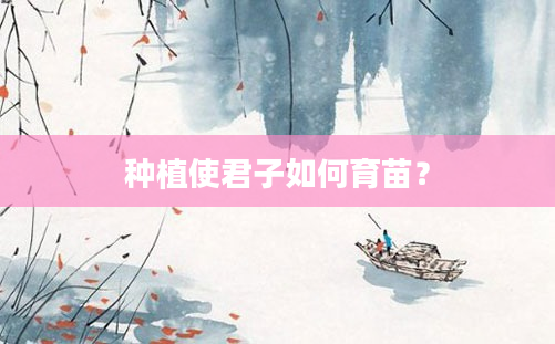 种植使君子如何育苗？