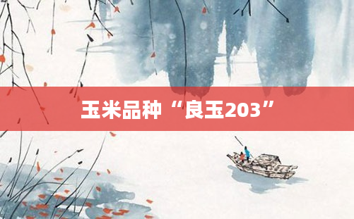 玉米品种“良玉203”